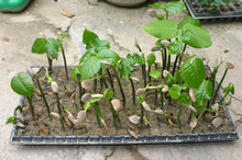 Plantulas de Ceiba para arborización - alimento de la guacamaya verde